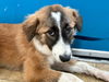 adoptable Dog in  named SAPPHIRE