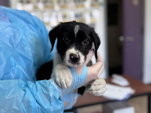 adoptable Dog in McCullers, NC named PEPE