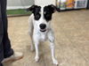 adoptable Dog in mccullers, NC named LIA