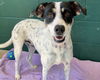adoptable Dog in  named LIA