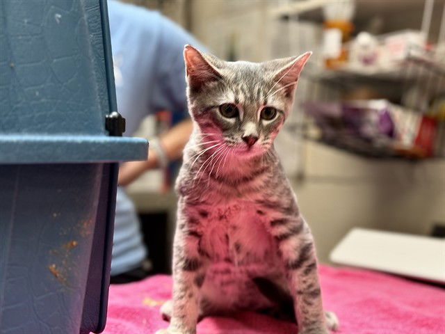 adoptable Cat in McCullers, NC named MOJITO