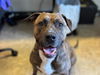 adoptable Dog in  named ENZO