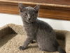 adoptable Cat in mccullers, NC named HAWK