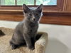 adoptable Cat in mccullers, NC named OSPREY
