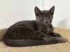 adoptable Cat in mccullers, NC named KITE