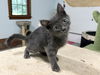 adoptable Cat in mccullers, NC named FALCON