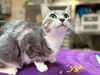 adoptable Cat in  named CHRISTINA