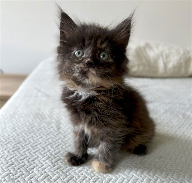 adoptable Cat in McCullers, NC named BRIE