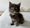 adoptable Cat in  named BRIE