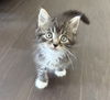adoptable Cat in  named STILTON