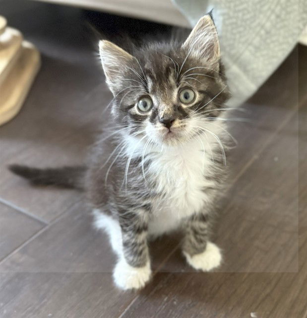 adoptable Cat in McCullers, NC named FONTAINE