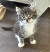 adoptable Cat in  named FONTAINE