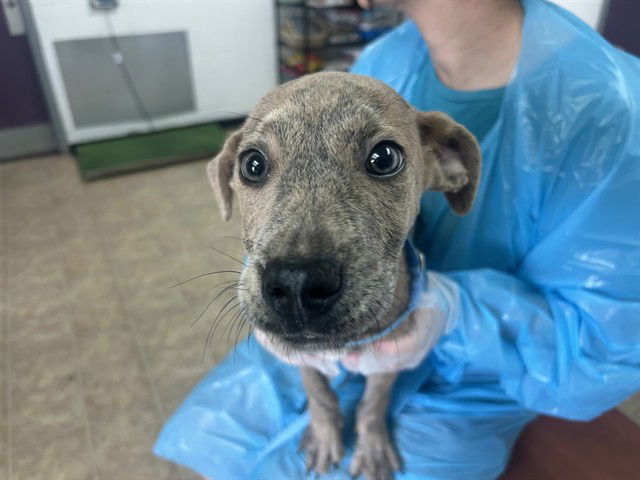 adoptable Dog in McCullers, NC named BUGGY