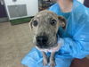adoptable Dog in  named BUGGY