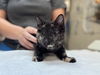 adoptable Cat in  named BLUEBERRY