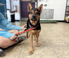 adoptable Dog in  named LUCKY
