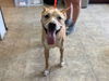 adoptable Dog in  named DINA