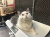 adoptable Cat in  named OINK