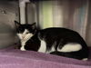 adoptable Cat in  named MERCEDES
