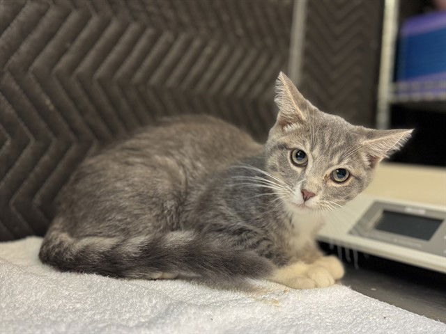 adoptable Cat in McCullers, NC named CHUCKIE