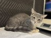 adoptable Cat in  named CHUCKIE
