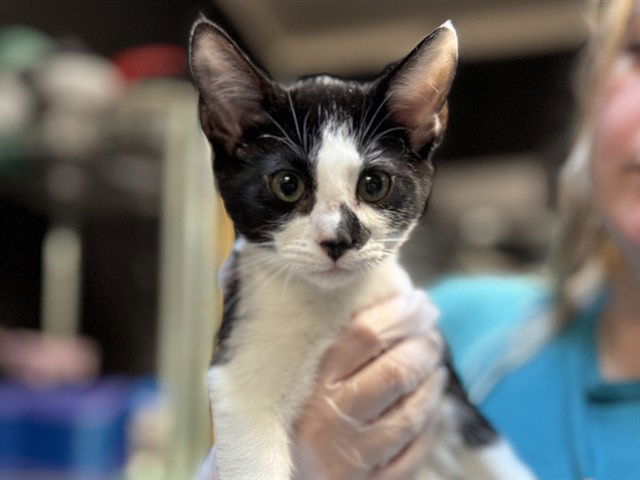 adoptable Cat in McCullers, NC named PHIL