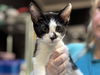 adoptable Cat in  named PHIL