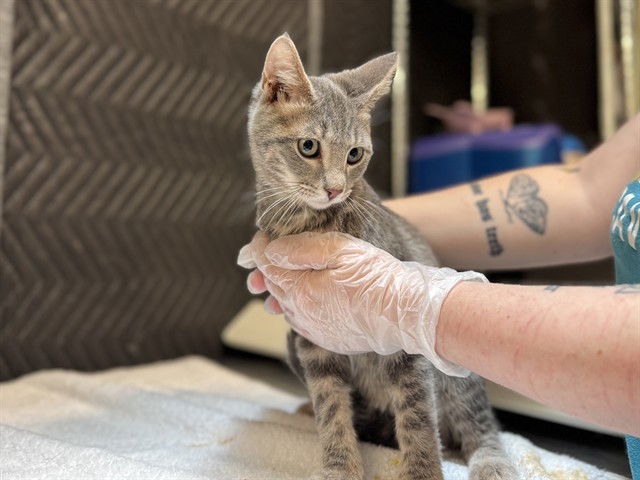 adoptable Cat in McCullers, NC named TOMMY