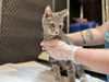 adoptable Cat in  named TOMMY