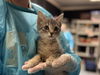 adoptable Cat in  named DANNY