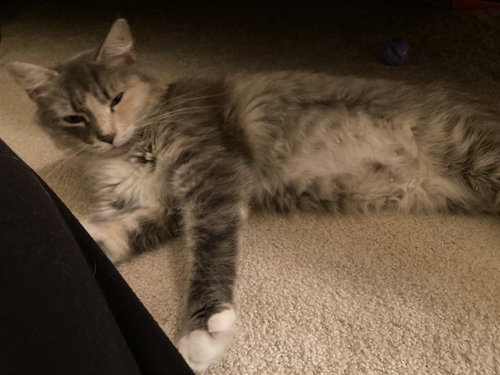 picture of the cat needing adoption