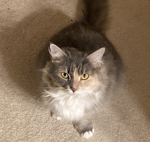 MAEVE - Domestic Medium Hair available for adoption