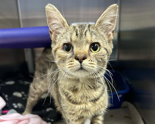picture of the cat needing adoption