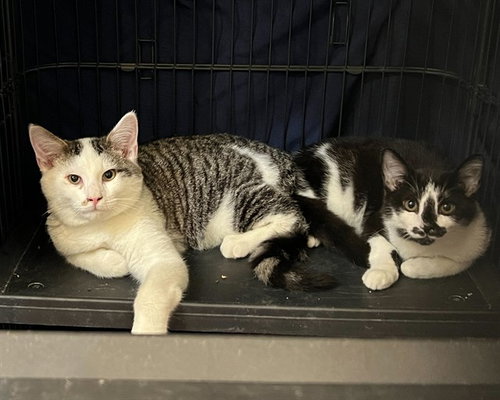 SALERNO - Domestic Short Hair available for adoption