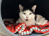 PUFFY - Photo 1