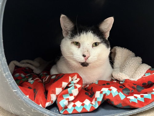 PUFFY - Domestic Short Hair available for adoption