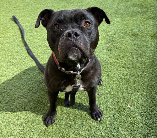 picture of the dog needing adoption