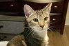 CHARLIE - Photo 1