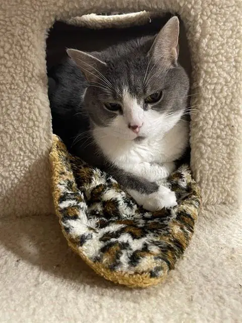 Magnolia - Domestic Short Hair