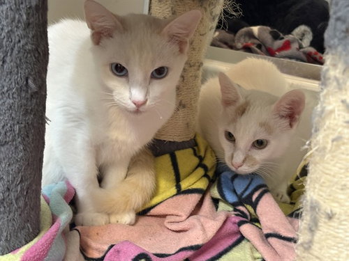 picture of the cat needing adoption
