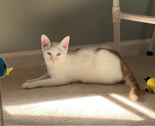 picture of the cat needing adoption