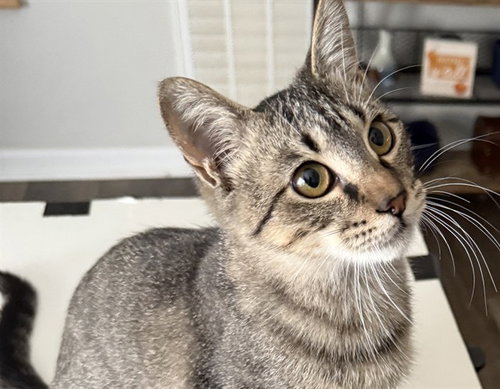 picture of the cat needing adoption