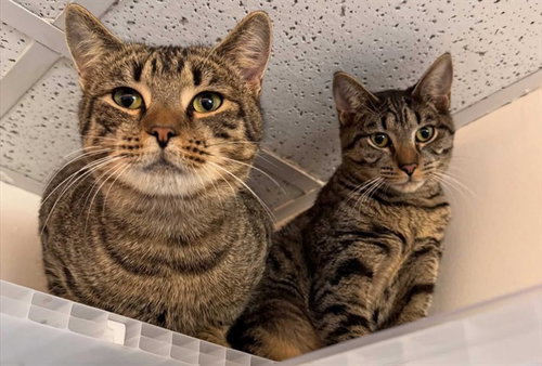 picture of the cat needing adoption