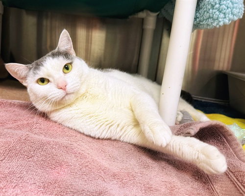 picture of the cat needing adoption