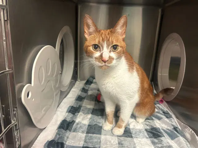 Creamsicle - Domestic Short Hair