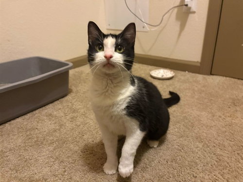 picture of the cat needing adoption