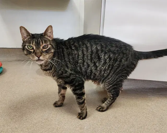 Dallas - Domestic Short Hair