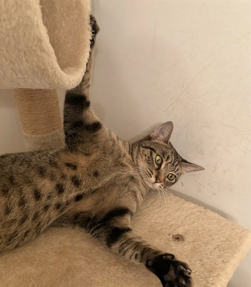 picture of the cat needing adoption