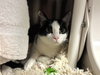 AMBROSIA - Photo 1