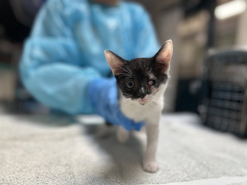 SUNFLOWER - Domestic Short Hair available for adoption